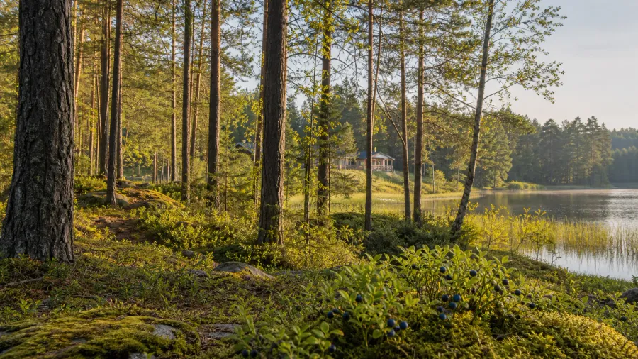 Pine forest and lake landscape in Labanoras Forest, Lithuania